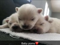 Pomeranian Puppies for sale in Mesa, AZ 85206, USA. price: NA
