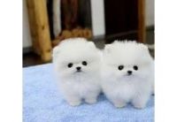 Pomeranian Puppies for sale in Dallas, TX 75201, USA. price: NA