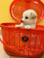 Pomeranian Puppies for sale in Chennai, Tamil Nadu, India. price: 5500 INR