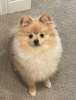 Pomeranian Puppies for sale in Meridian, ID, USA. price: NA