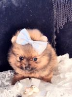Pomeranian Puppies for sale in Lyford, TX 78569, USA. price: NA