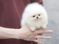 Pomeranian Puppies for sale in Berthoud, CO, USA. price: NA