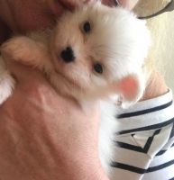 Pomeranian Puppies for sale in Buffalo, NY, USA. price: NA