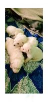 Pomeranian Puppies for sale in Aurangabad, Maharashtra, India. price: 10000 INR
