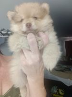 Pomeranian Puppies for sale in Houston, TX 77023, USA. price: NA