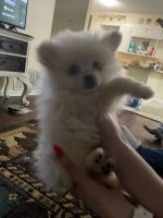 Pomeranian Puppies for sale in Watauga, TX 76148, USA. price: NA