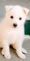Pomeranian Puppies for sale in Kukatpally, Hyderabad, Telangana, India. price: 3000 INR