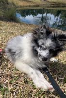 Pomeranian Puppies for sale in Jacksonville, FL, USA. price: NA