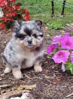 Pomeranian Puppies for sale in Alafaya, FL 32828, USA. price: NA