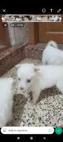 Pomeranian Puppies for sale in Kollam, Kerala, India. price: 3500 INR