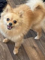 Pomeranian Puppies for sale in Las Cruces, NM, USA. price: NA