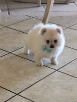 Pomeranian Puppies for sale in Palmdale, CA, USA. price: NA