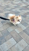 Pomeranian Puppies for sale in San Diego, CA, USA. price: NA