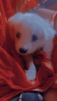 Pomeranian Puppies for sale in Anand, Gujarat, India. price: 9100 INR