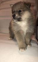 Pomeranian Puppies for sale in Canyon Country, Santa Clarita, CA, USA. price: NA