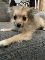 Pomeranian Puppies for sale in Aurora, CO 80016, USA. price: NA