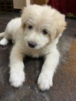 Pomeranian Puppies for sale in Electronic City Phase I, Electronics City Phase 1, Electronic City, Bengaluru, Karnataka 560100, India. price: 6 INR