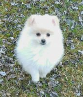 Pomeranian Puppies for sale in Warsaw, IN, USA. price: NA