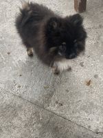 Pomeranian Puppies for sale in Riverview, FL, USA. price: NA