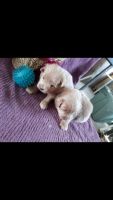 Pomeranian Puppies for sale in Harlan, IN, USA. price: NA