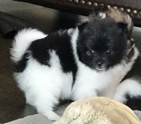 Pomeranian Puppies for sale in Stringer, MS 39481, USA. price: NA