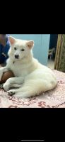 Pomeranian Puppies for sale in Madhuban Housing Board, Jodhpur, Rajasthan 342005, India. price: NA