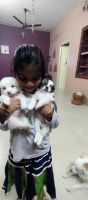 Pomeranian Puppies for sale in Madipakkam, Chennai, Tamil Nadu, India. price: 3500 INR