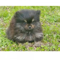 Pomeranian Puppies for sale in Shady Point, OK 74956, USA. price: NA