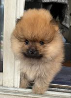 Pomeranian Puppies for sale in Tarzana, CA 91335, USA. price: NA