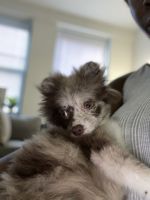 Pomeranian Puppies for sale in 919 Park Pl, Brooklyn, NY 11213, USA. price: NA