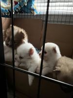 Pomeranian Puppies for sale in Suwanee, GA 30024, USA. price: NA