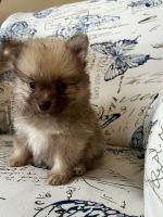 Pomeranian Puppies for sale in Suwanee, GA 30024, USA. price: NA