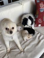 Pomeranian Puppies for sale in Miami, FL, USA. price: NA