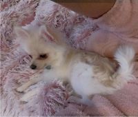 Pomeranian Puppies for sale in Katy, TX 77449, USA. price: NA