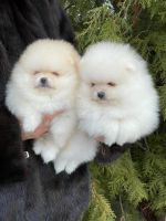 Pomeranian Puppies for sale in Los Angeles, CA, USA. price: NA
