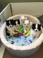 Pomeranian Puppies for sale in Greeley, CO, USA. price: NA