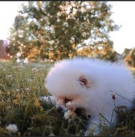 Pomeranian Puppies for sale in 178 Hayloft Dr, West Lafayette, IN 47906, USA. price: NA