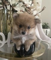 Pomeranian Puppies for sale in Gresham, OR 97080, USA. price: NA