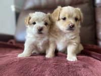 Pomeranian Puppies for sale in Canton, GA 30114, USA. price: NA