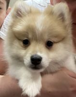 Pomeranian Puppies for sale in Kennesaw, GA, USA. price: NA