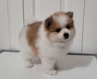Pomeranian Puppies for sale in Mount Vernon, WA 98274, USA. price: NA