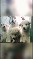 Pomeranian Puppies for sale in Melmalayanur, Malaiyanur, Tamil Nadu, India. price: NA