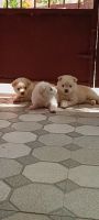 Pomeranian Puppies for sale in Bengaluru, Karnataka 560037, India. price: 7000 INR