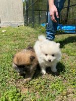 Pomeranian Puppies for sale in Van Buren, AR 72956, USA. price: NA