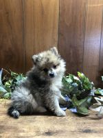 Pomeranian Puppies for sale in Umpire, AR 71833, USA. price: NA