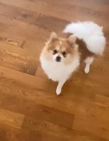 Pomeranian Puppies for sale in Bronx, NY, USA. price: NA