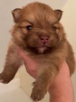 Pomeranian Puppies for sale in Schaumburg, IL, USA. price: NA