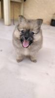 Pomeranian Puppies for sale in Cathedral City, CA, USA. price: NA