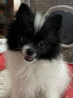 Pomeranian Puppies for sale in Northwood, NH 03261, USA. price: NA
