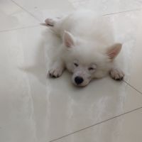 Pomeranian Puppies for sale in Newtown, Kolkata, West Bengal, India. price: 9000 INR